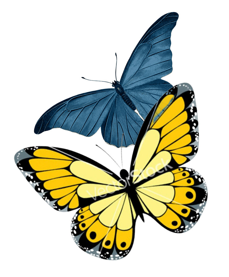 Two Butterflies