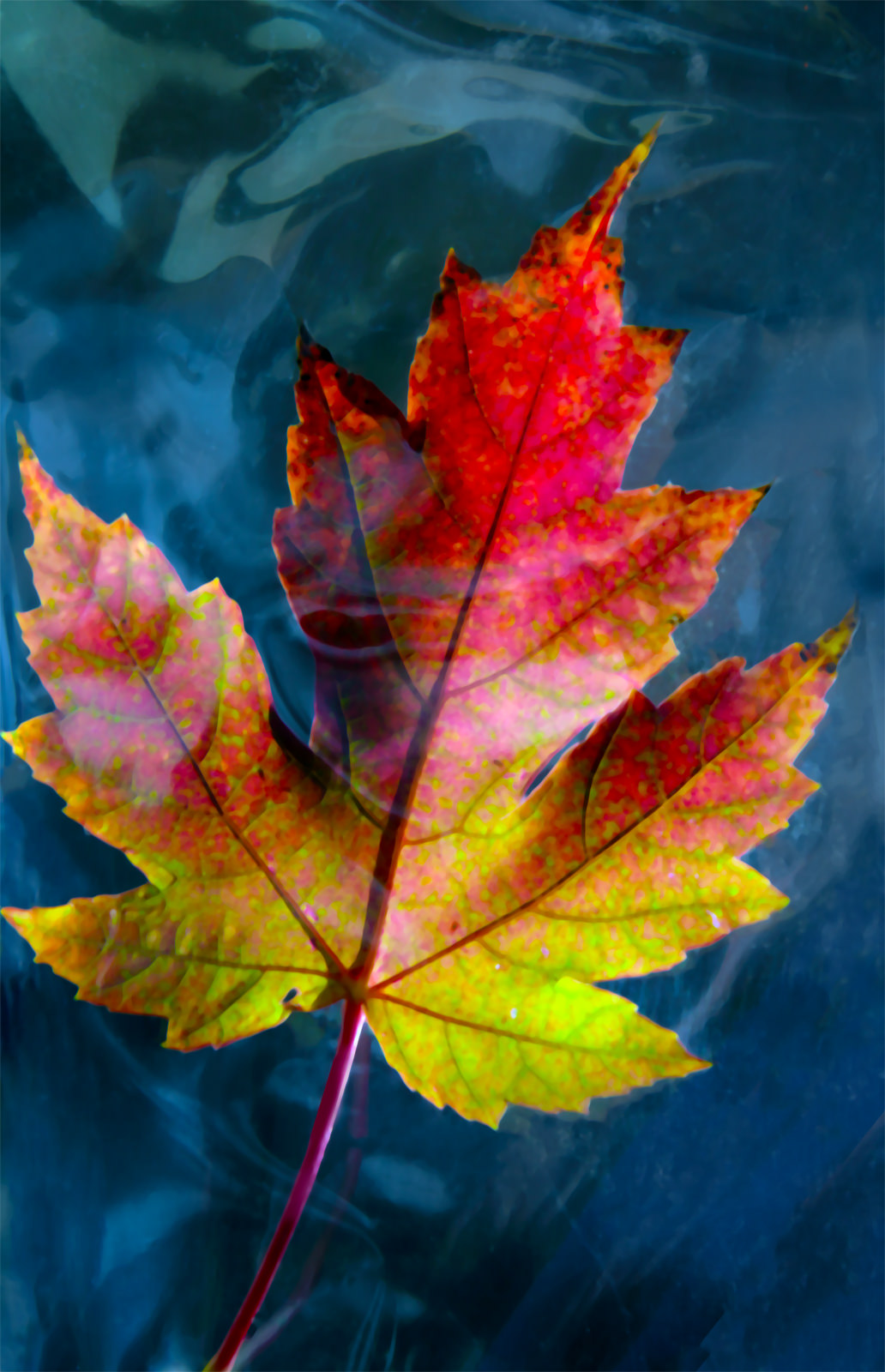 Fall Leaves, Arizona