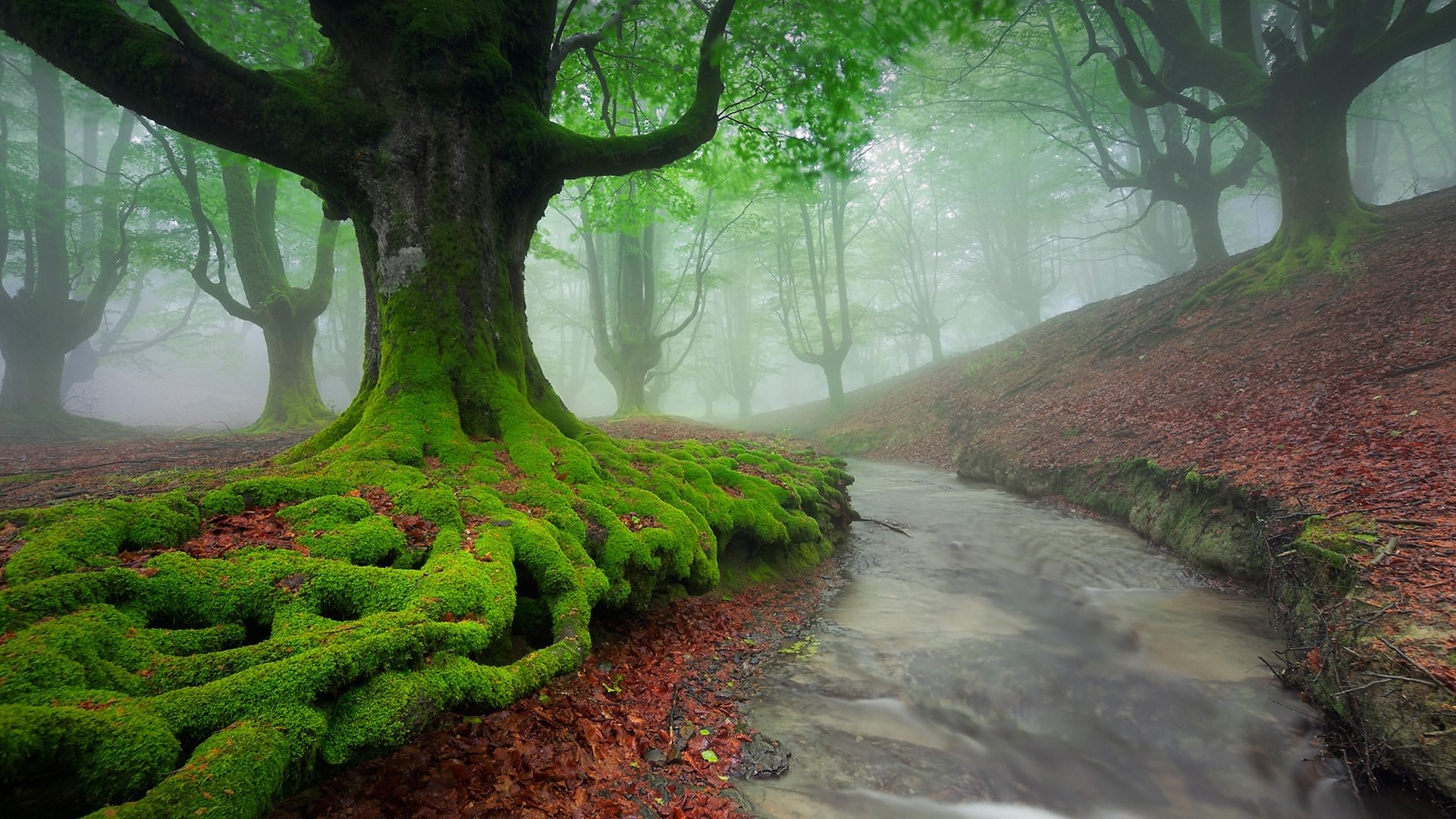 Otzarreta Beech Wood Covered by Fog